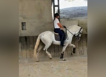 PRE Mestizo, Caballo castrado, 8 años, 164 cm, Tordo