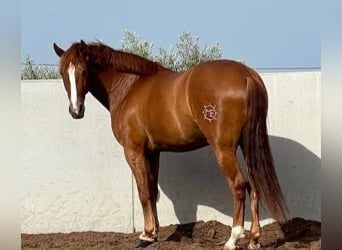 PRE Mestizo, Caballo castrado, 8 años, 165 cm, Alazán-tostado