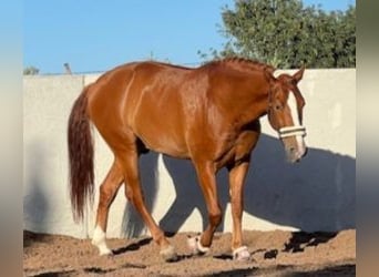 PRE Mestizo, Caballo castrado, 8 años, 165 cm, Alazán-tostado