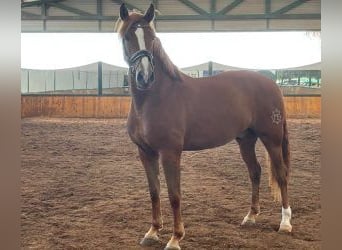 PRE Mestizo, Caballo castrado, 8 años, 165 cm, Alazán-tostado