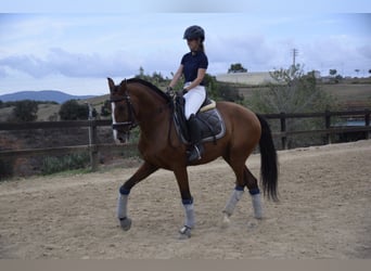 PRE Mestizo, Caballo castrado, 8 años, 165 cm, Castaño