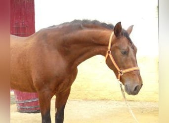 PRE Mestizo, Caballo castrado, 8 años, 165 cm, Castaño rojizo