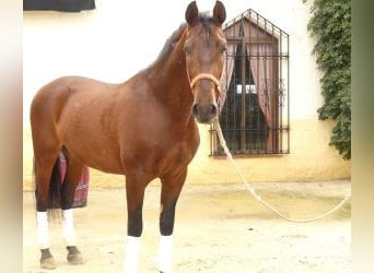 PRE Mestizo, Caballo castrado, 8 años, 165 cm, Castaño rojizo