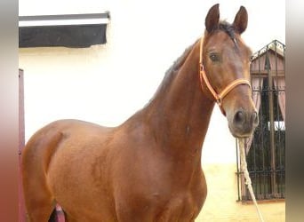 PRE Mestizo, Caballo castrado, 8 años, 165 cm, Castaño rojizo