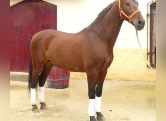 PRE Mestizo, Caballo castrado, 8 años, 165 cm, Castaño rojizo