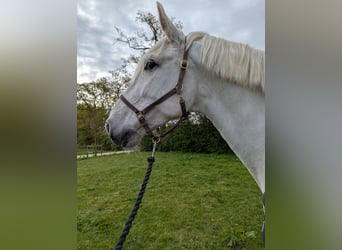 PRE, Caballo castrado, 8 años, 165 cm, Tordo