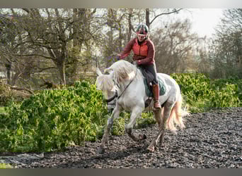 PRE, Caballo castrado, 8 años, 165 cm, Tordo
