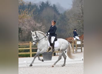 PRE Mestizo, Caballo castrado, 8 años, 165 cm, Tordo rodado