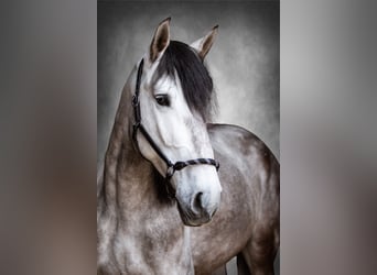 PRE Mestizo, Caballo castrado, 8 años, 166 cm, Tordillo negro
