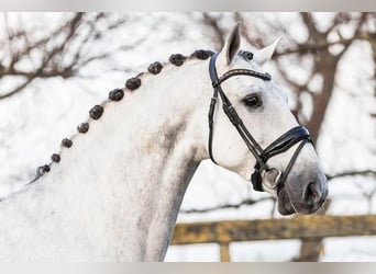 PRE Mestizo, Caballo castrado, 8 años, 166 cm, Tordo