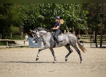 PRE Mestizo, Caballo castrado, 8 años, 166 cm, Tordo