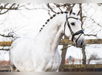 PRE Mestizo, Caballo castrado, 8 años, 166 cm, Tordo