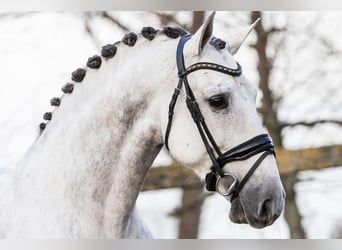 PRE Mestizo, Caballo castrado, 8 años, 166 cm, Tordo