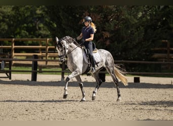 PRE Mestizo, Caballo castrado, 8 años, 166 cm, Tordo