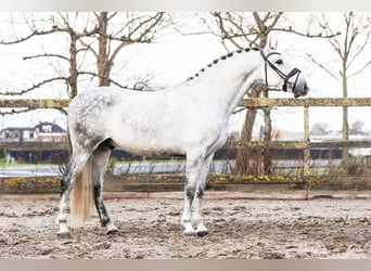 PRE Mestizo, Caballo castrado, 8 años, 166 cm, Tordo