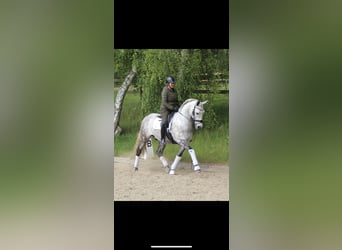 PRE, Caballo castrado, 8 años, 166 cm, Tordo