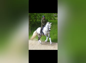 PRE, Caballo castrado, 8 años, 166 cm, Tordo