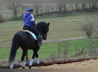 PRE Mestizo, Caballo castrado, 8 años, 167 cm, Negro