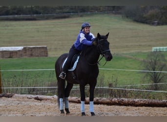 PRE Mestizo, Caballo castrado, 8 años, 167 cm, Negro