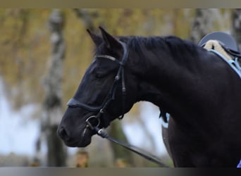 PRE Mestizo, Caballo castrado, 8 años, 167 cm, Negro