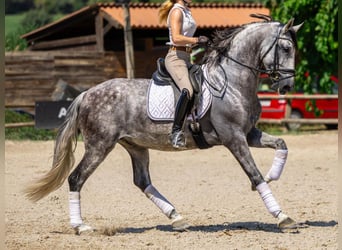 PRE Mestizo, Caballo castrado, 8 años, 167 cm, Tordo