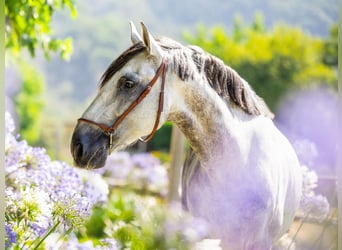 PRE Mestizo, Caballo castrado, 8 años, 167 cm, Tordo