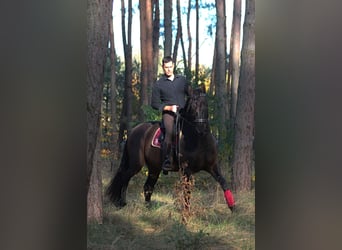 PRE Mestizo, Caballo castrado, 8 años, 168 cm, Castaño oscuro