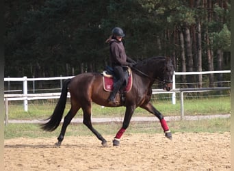 PRE Mestizo, Caballo castrado, 8 años, 168 cm, Castaño oscuro