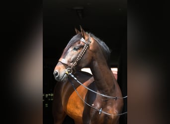 PRE Mestizo, Caballo castrado, 8 años, 168 cm, Castaño oscuro