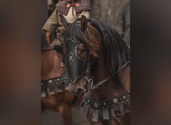 PRE Mestizo, Caballo castrado, 8 años, 168 cm, Castaño oscuro