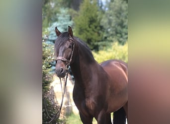 PRE Mestizo, Caballo castrado, 8 años, 168 cm, Castaño oscuro