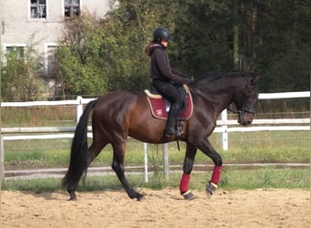 PRE Mestizo, Caballo castrado, 8 años, 168 cm, Castaño oscuro