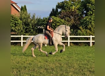 PRE Mestizo, Caballo castrado, 8 años, 168 cm, Tordo