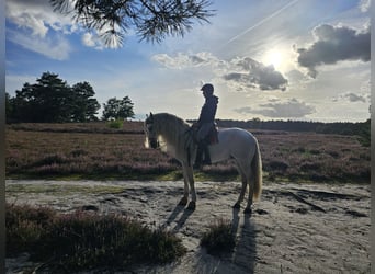PRE Mestizo, Caballo castrado, 8 años, 168 cm, Tordo