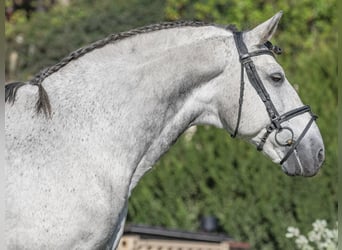 PRE Mestizo, Caballo castrado, 8 años, 168 cm, Tordo rodado