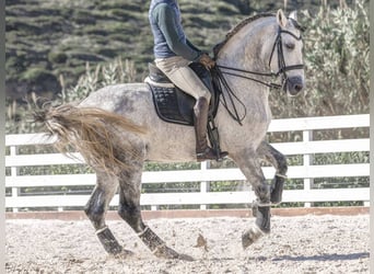 PRE Mestizo, Caballo castrado, 8 años, 168 cm, Tordo rodado