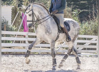 PRE Mestizo, Caballo castrado, 8 años, 168 cm, Tordo rodado