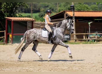 PRE Mestizo, Caballo castrado, 8 años, 168 cm, Tordo rodado