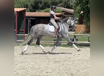 PRE Mestizo, Caballo castrado, 8 años, 168 cm, Tordo rodado