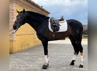 PRE Mestizo, Caballo castrado, 8 años, 170 cm, Castaño