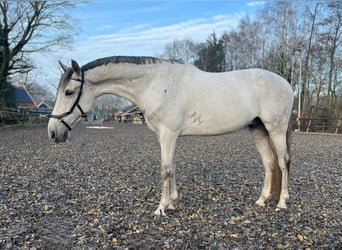 PRE Mestizo, Caballo castrado, 8 años, 171 cm, Tordo