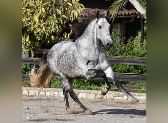 PRE, Caballo castrado, 8 años, 177 cm, Tordo