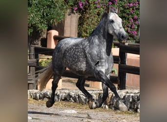PRE, Caballo castrado, 8 años, 177 cm, Tordo