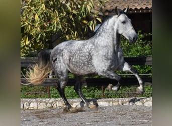 PRE, Caballo castrado, 8 años, 177 cm, Tordo