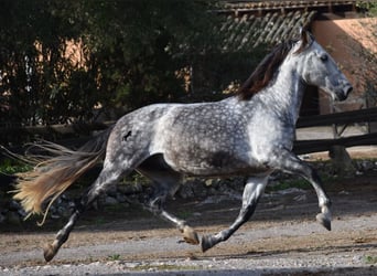 PRE, Caballo castrado, 8 años, 177 cm, Tordo