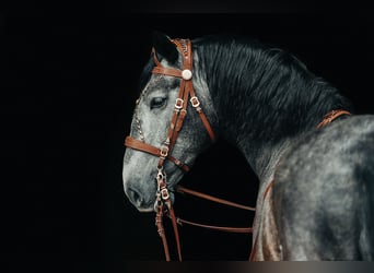 PRE Mestizo, Caballo castrado, 8 años, 178 cm, Musgo