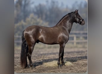 PRE Mestizo, Caballo castrado, 8 años, Negro