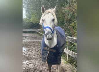 PRE Mestizo, Caballo castrado, 9 años, 150 cm, White/Blanco