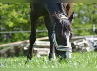 PRE, Caballo castrado, 9 años, 152 cm, Morcillo