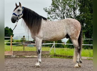 PRE Mestizo, Caballo castrado, 9 años, 155 cm, Tordo